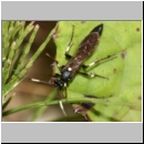 Stenichneumon militarius - Schlupfwespe w01c 15mm - fdet02.jpg